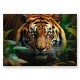10798 TREFL PUZZLE 1000 el. DZIKI TYGRYS