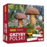007912 ADAMIGO GRZYBY POLSKI