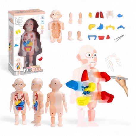 680275 MODEL ANATOMICZNY CIAŁO CZŁOWIEKA TRIFOX