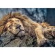 10447 TREFL PUZZLE 1000 EL. ŚPIĄCY LEW