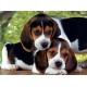 302895 CLEMENTONI PUZZLE 500 el Pieski Close together